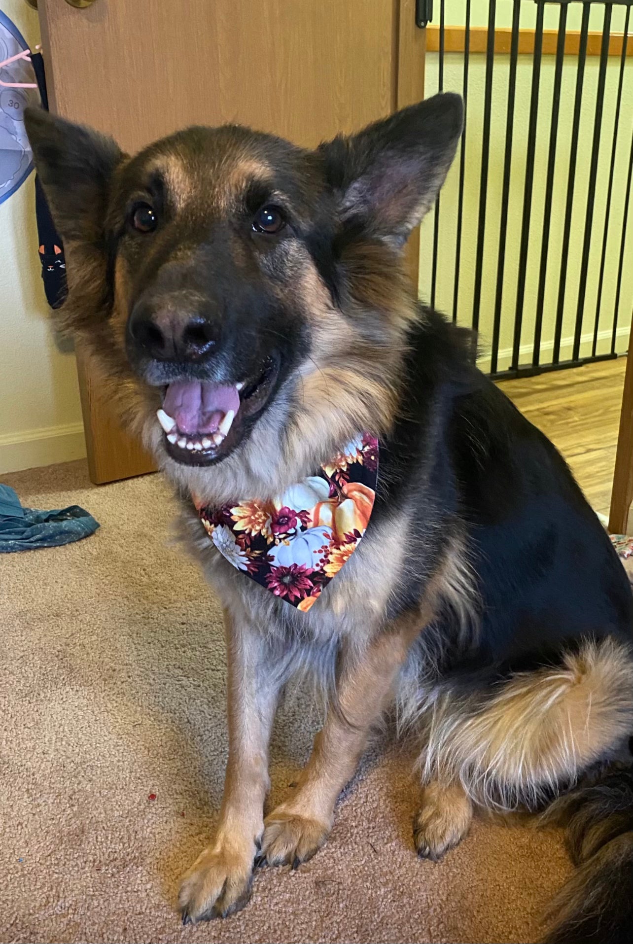 Dog Bandanas (Upload your print)